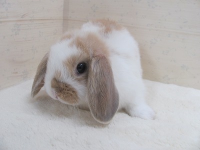 ファイル e1g.jpg