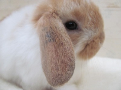 ファイル e2b-2.jpg