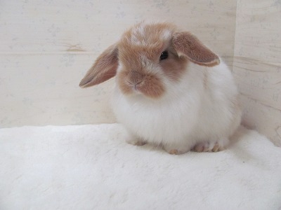 ファイル e2b.jpg