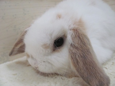 ファイル e2x-2.jpg