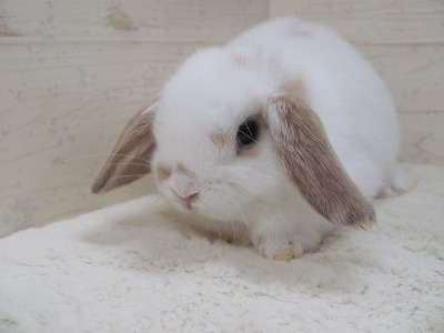 ファイル e2x.jpg