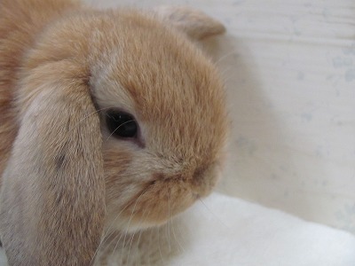 ファイル e4a-2.jpg