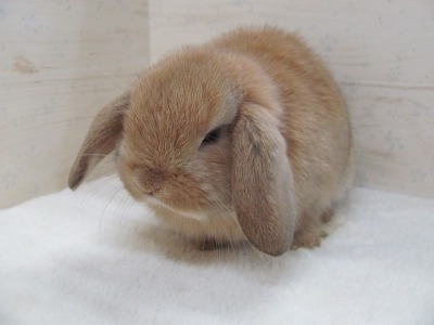 ファイル e4a.jpg