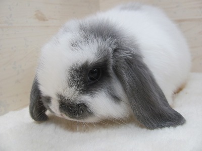 ファイル i04.jpg