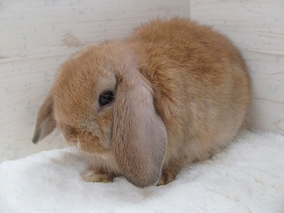 ファイル i87.jpg