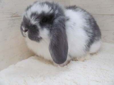 ファイル i88.jpg