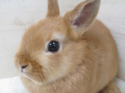 ファイル ib-2.jpg