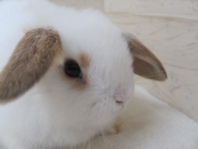 ファイル io0-2.jpg