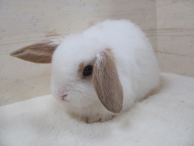 ファイル io0.jpg