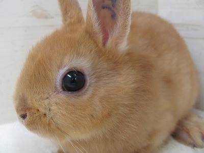 ファイル ji-2.jpg