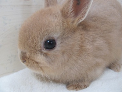 ファイル jq-2.jpg