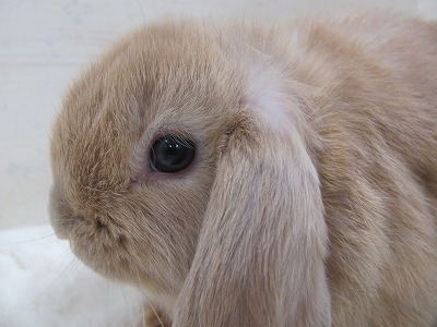 ファイル o2o-2.jpg