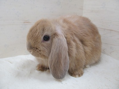 ファイル o2o.jpg