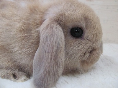 ファイル o6o-2.jpg