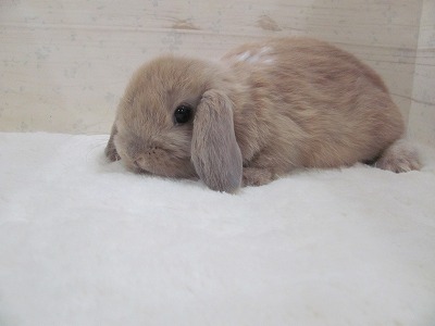 ファイル o6o.jpg