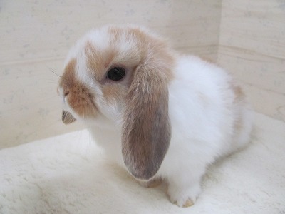 ファイル r92.jpg