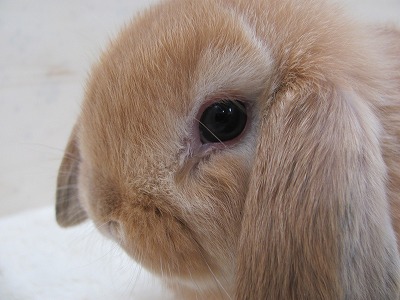 ファイル u83-2.jpg