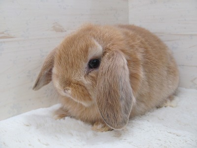 ファイル u83.jpg