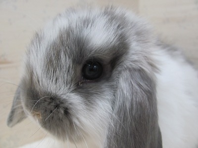 ファイル v17-2.jpg