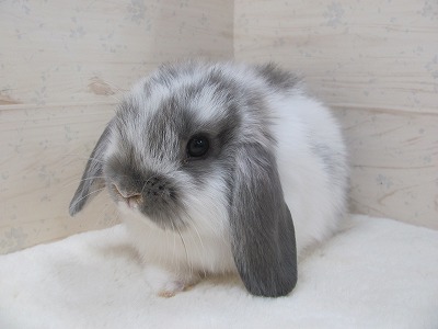 ファイル v17.jpg