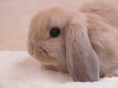 ファイル v2-2.jpg