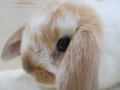 ファイル v25-2.jpg