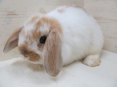 ファイル v25.jpg