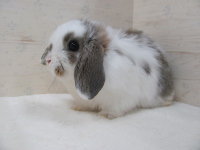 ファイル v30.jpg