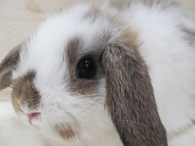 ファイル v31-2.jpg