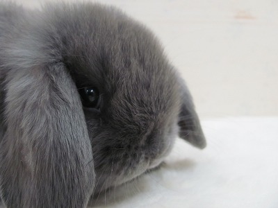 ファイル v32-2.jpg