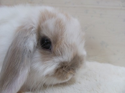 ファイル v36-2.jpg