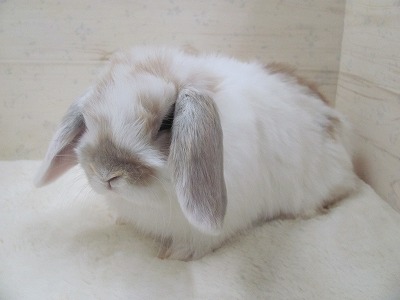 ファイル v36.jpg