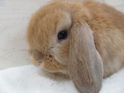 ファイル v68-2.jpg