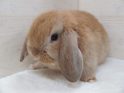 ファイル v68.jpg