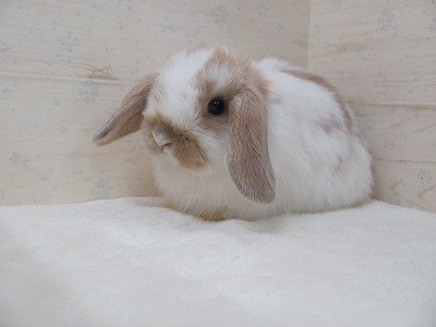 ファイル v70.jpg