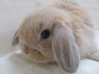 ファイル v73-2.jpg