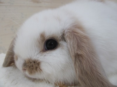 ファイル v81-2.jpg