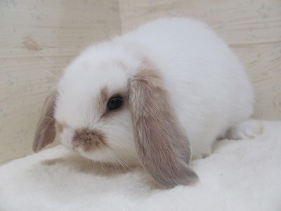 ファイル v81.jpg