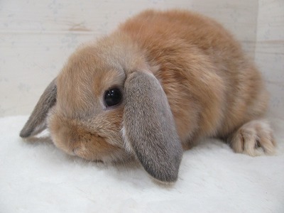 ファイル v92.jpg