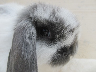 ファイル v94-2.jpg