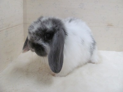 ファイル v94.jpg