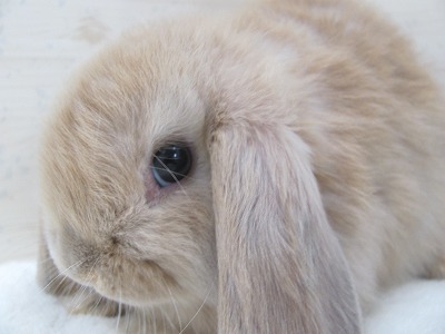 ファイル v99-2.jpg