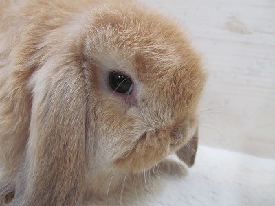 ファイル w51-2.jpg