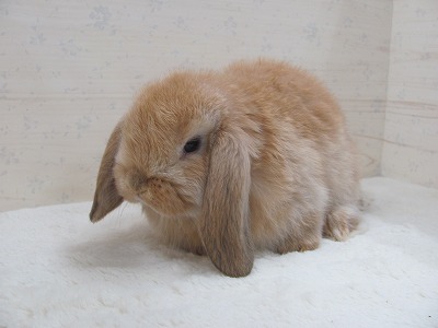 ファイル w51.jpg