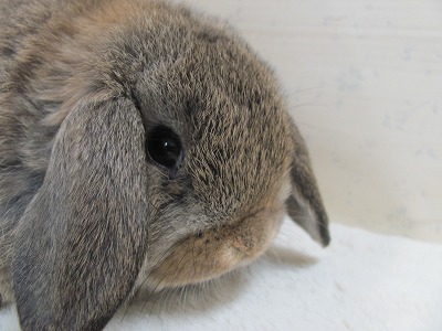 ファイル w52-2.jpg