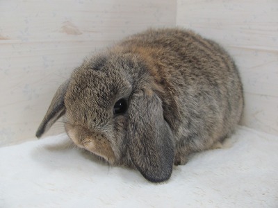 ファイル w52.jpg