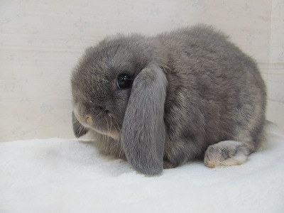 ファイル w64.jpg