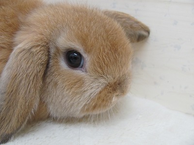 ファイル w79-2.jpg