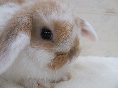 ファイル w81-2.jpg