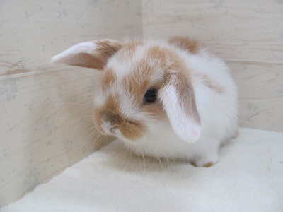 ファイル w81.jpg